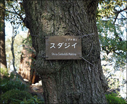 街路樹の名ふだ調べ