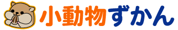 ネコじまん