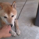 はち　柴犬