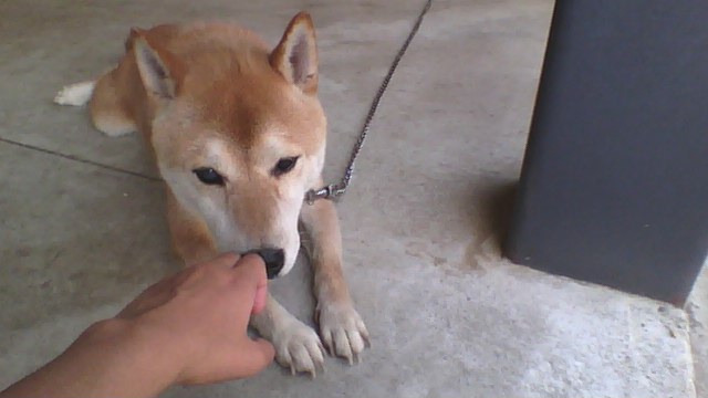 はち 柴犬