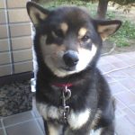 まろ　黒しば