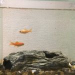 金魚