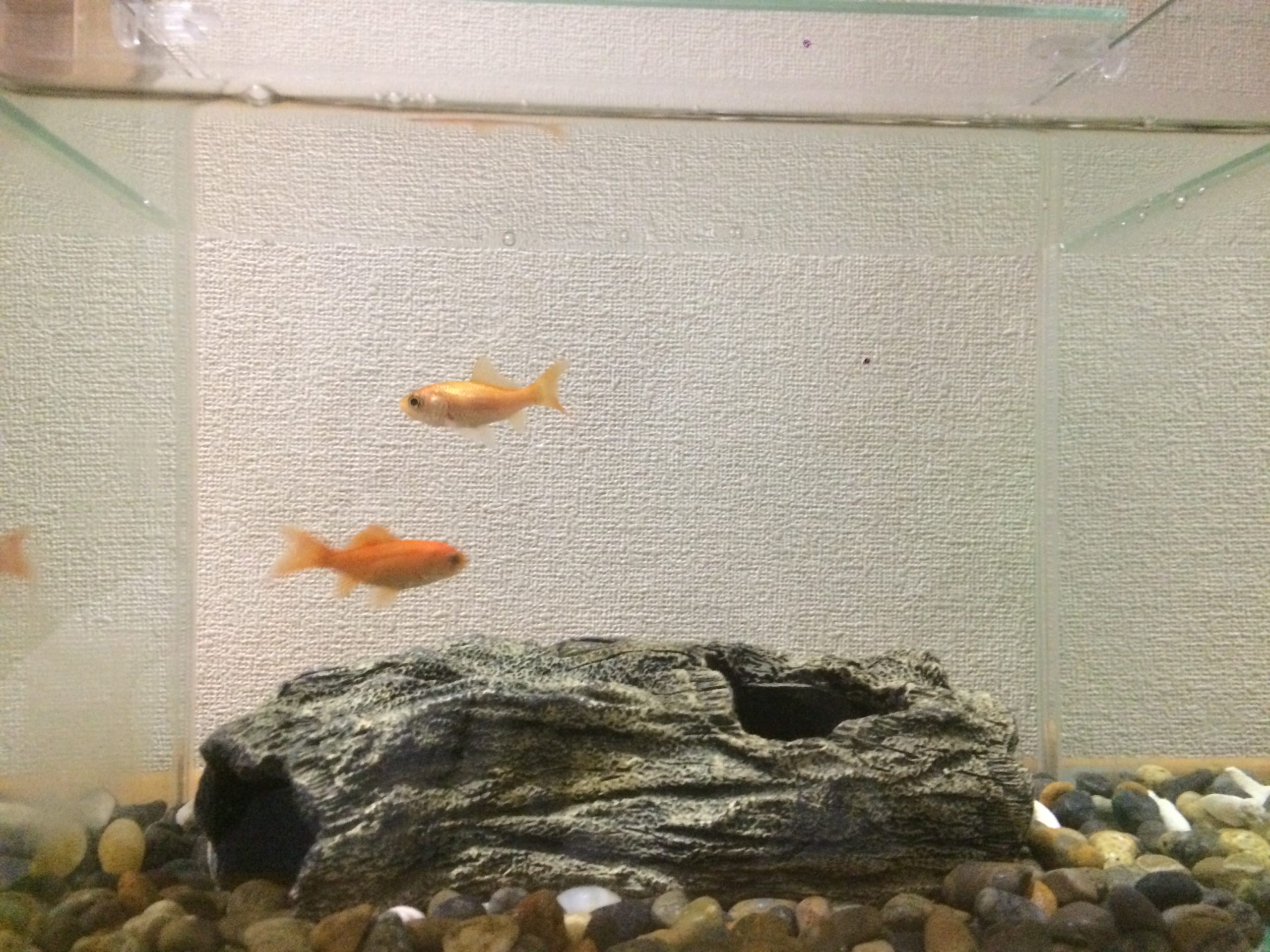 金魚