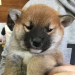 まりちゃん