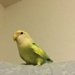 キラちゃん