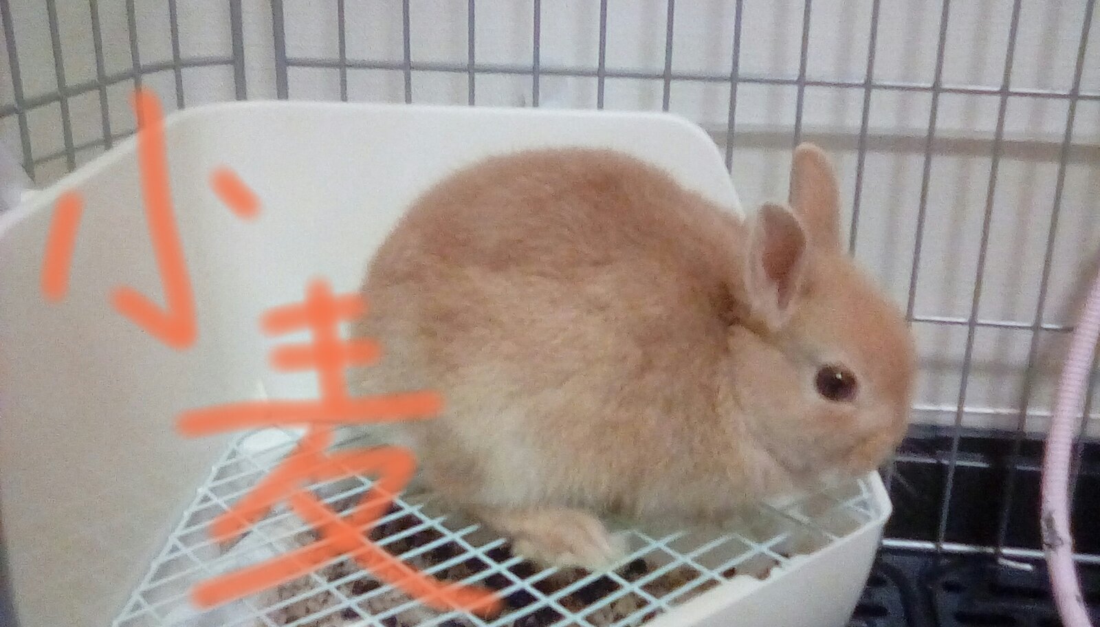 小麦