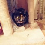 サビ三毛猫　　　タミ