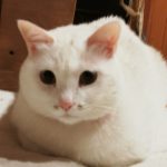 キジトラ猫（しろ多め）　チャチャ