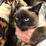 ねこ