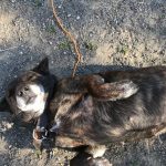 犬