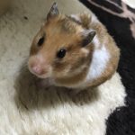 ゴールデンハムスター