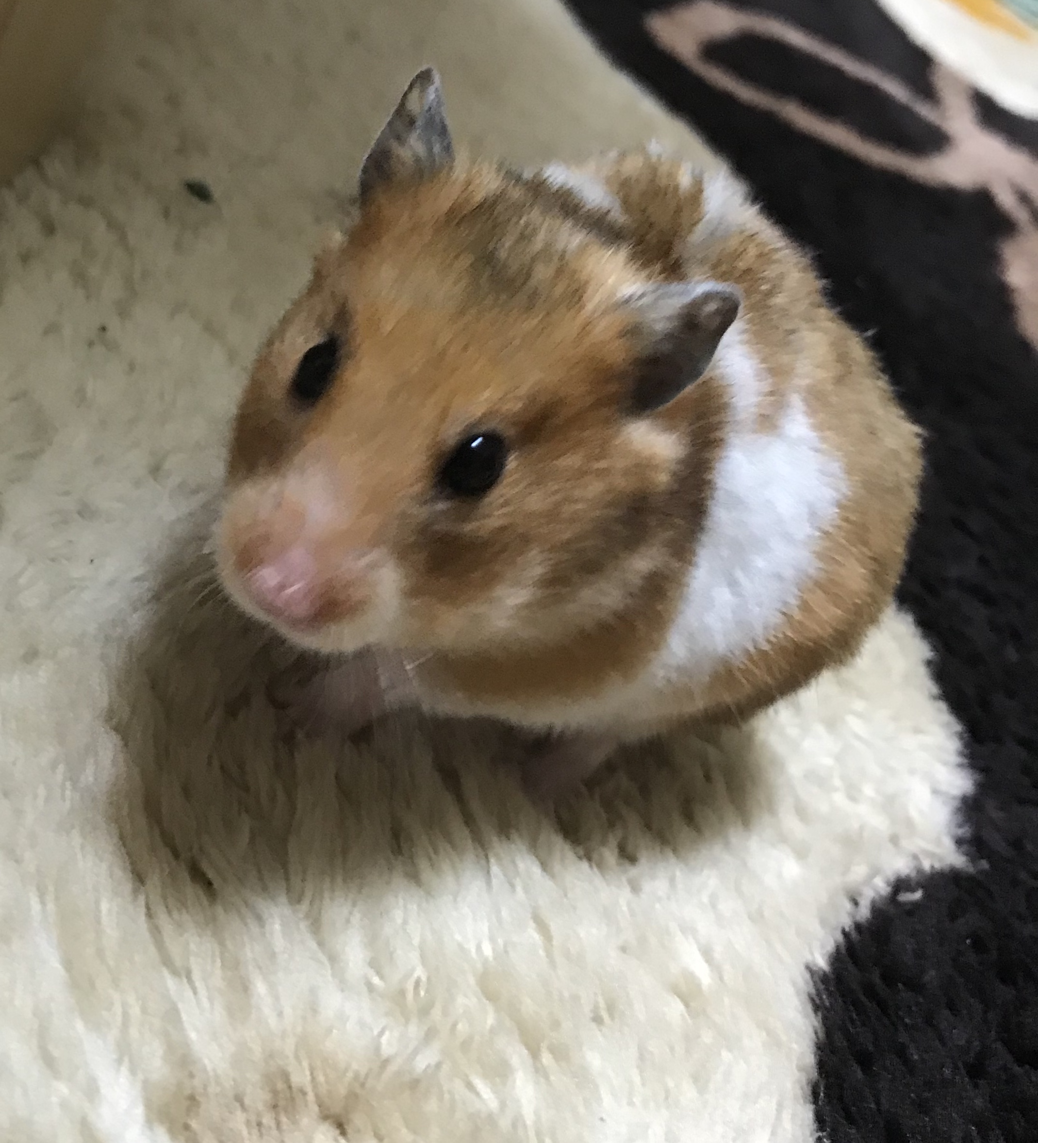 ゴールデンハムスター