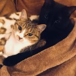 ネコのつくも(黒)とみかん(キジトラ)