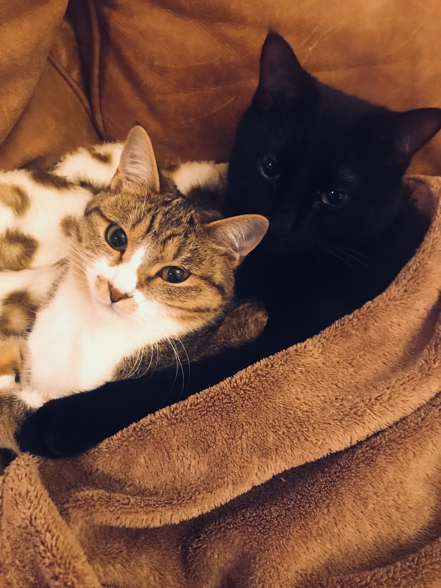 ネコのつくも(黒)とみかん(キジトラ)