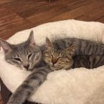 雑種の猫の、まるとふく！