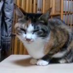 三毛猫のミミさん