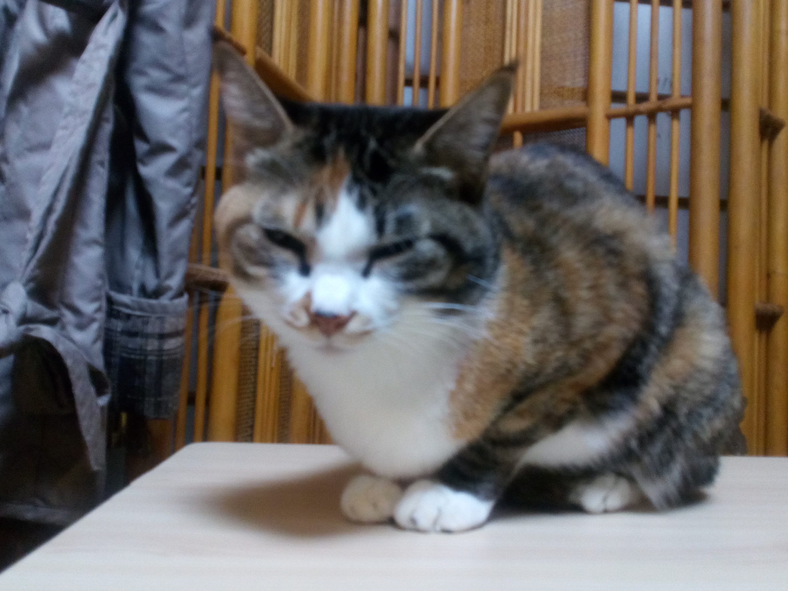 三毛猫のミミさん