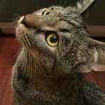 キジトラのみーくん