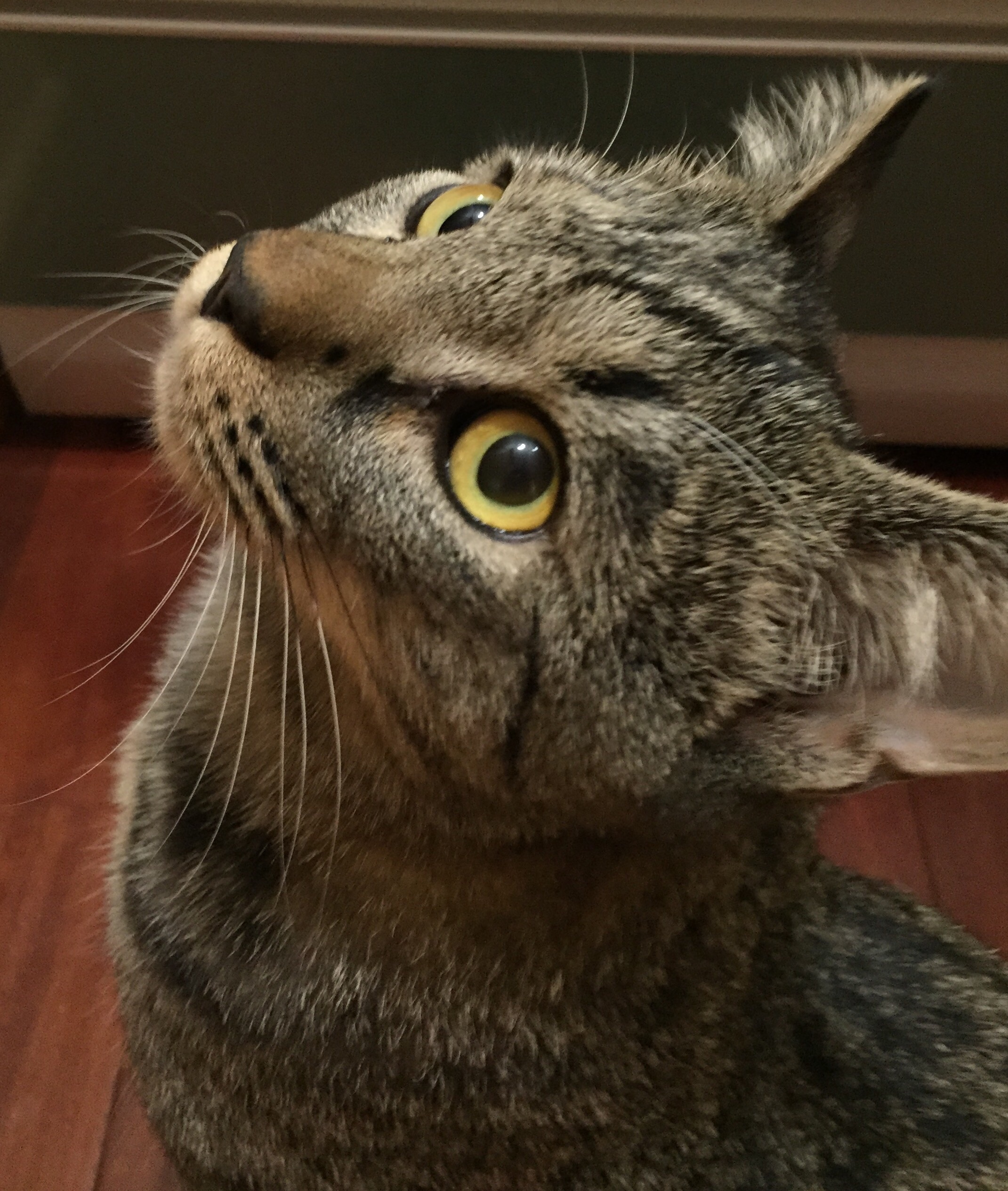 キジトラのみーくん