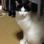 レオくん        雑種