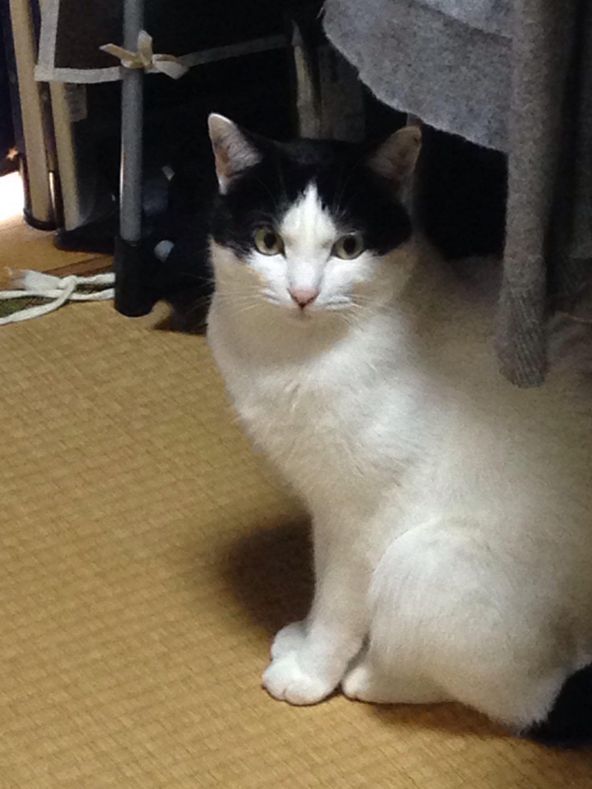 レオくん        雑種