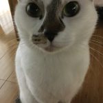 メイという名前の雑種