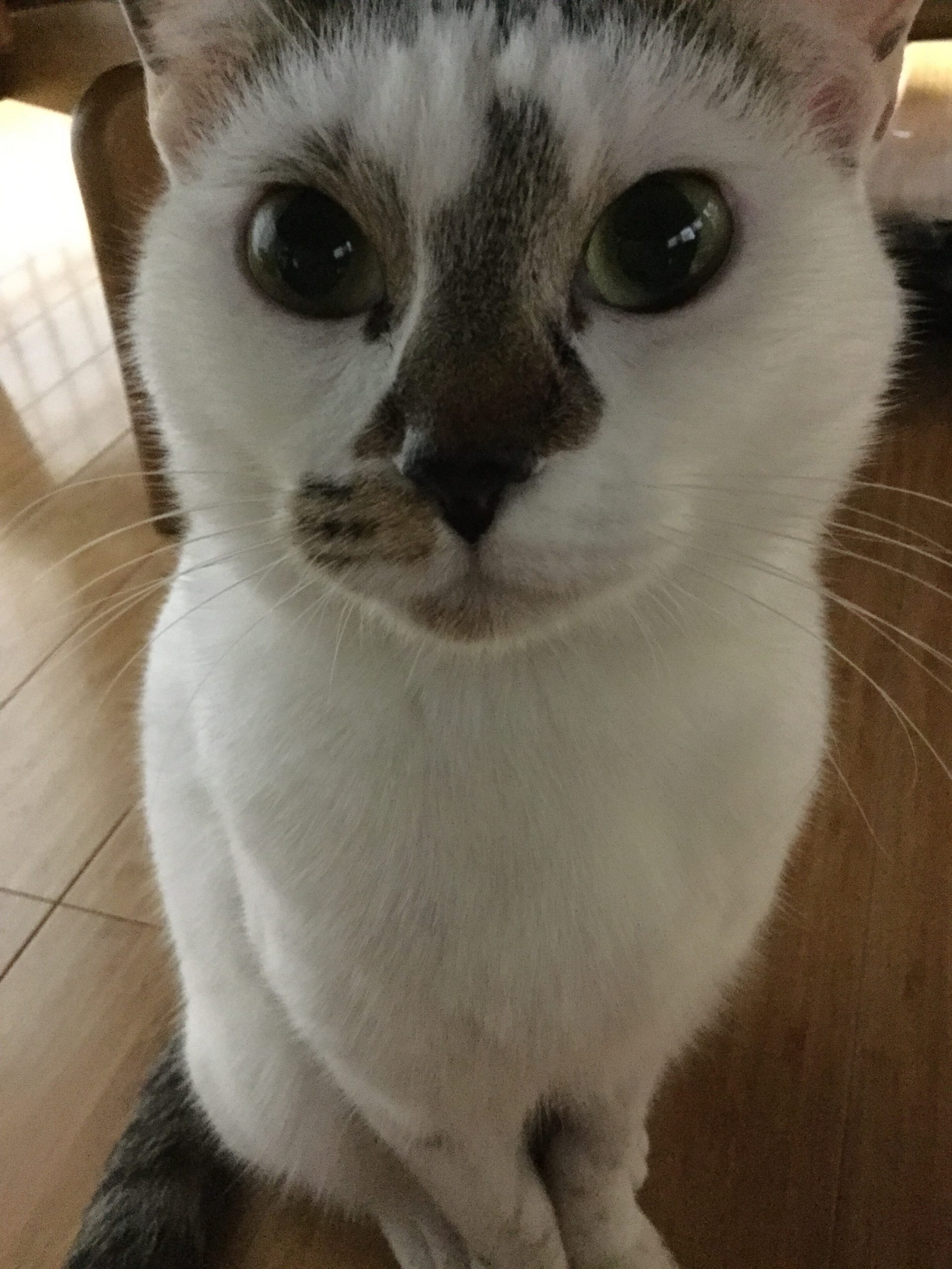 メイという名前の雑種