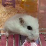 ハムスターのおもち
