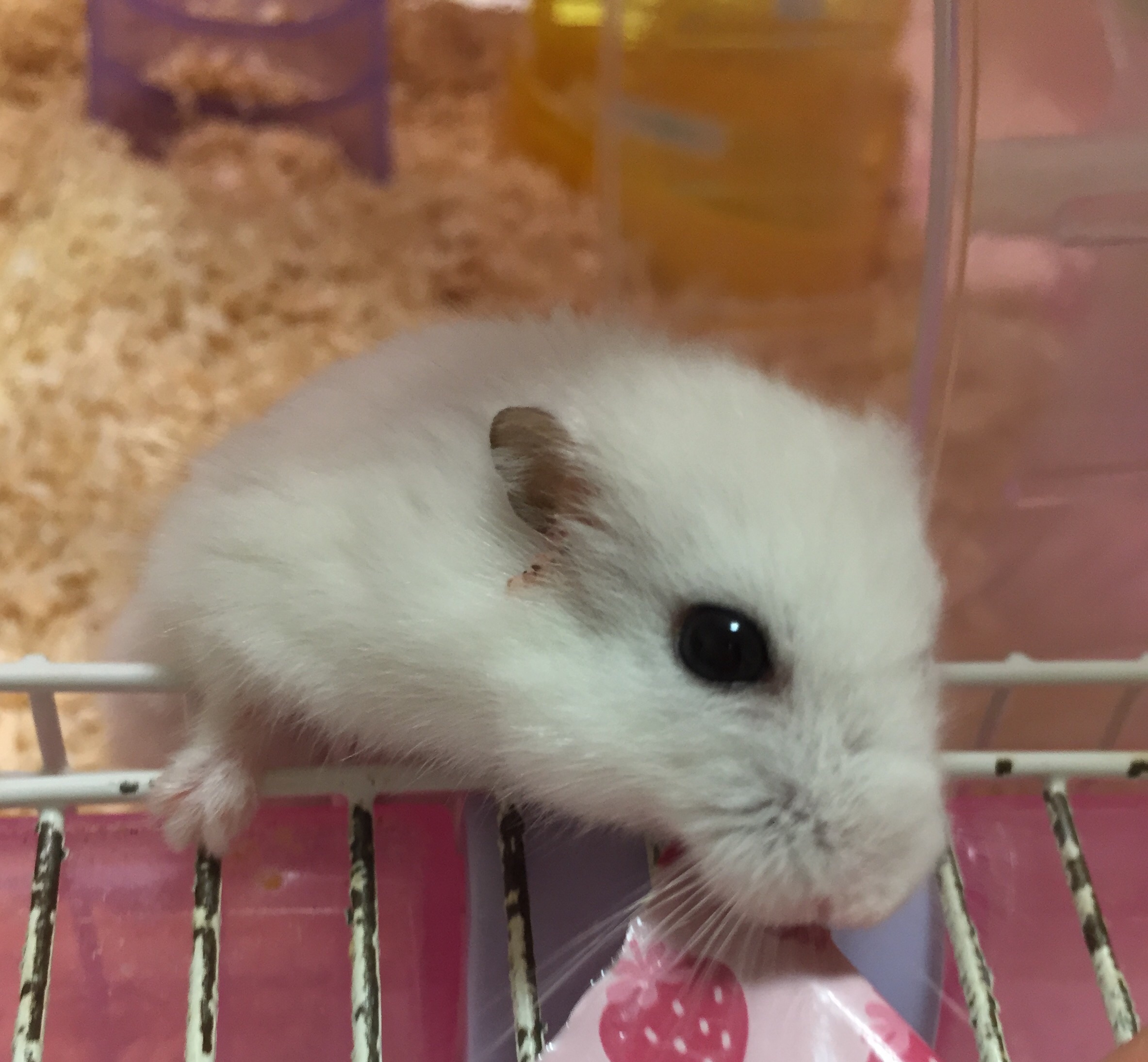 ハムスターのおもち