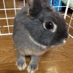 桜くん（おう ネザーランドドワーフ