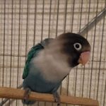 ボタンインコのチーナちゃん！