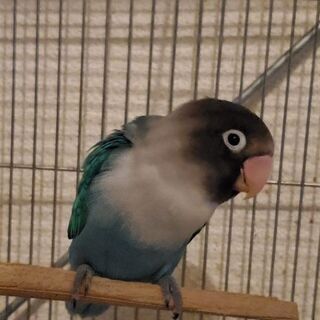 ボタンインコのチーナちゃん!