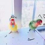 よく噛むインコのチルちゃんとリルちゃん