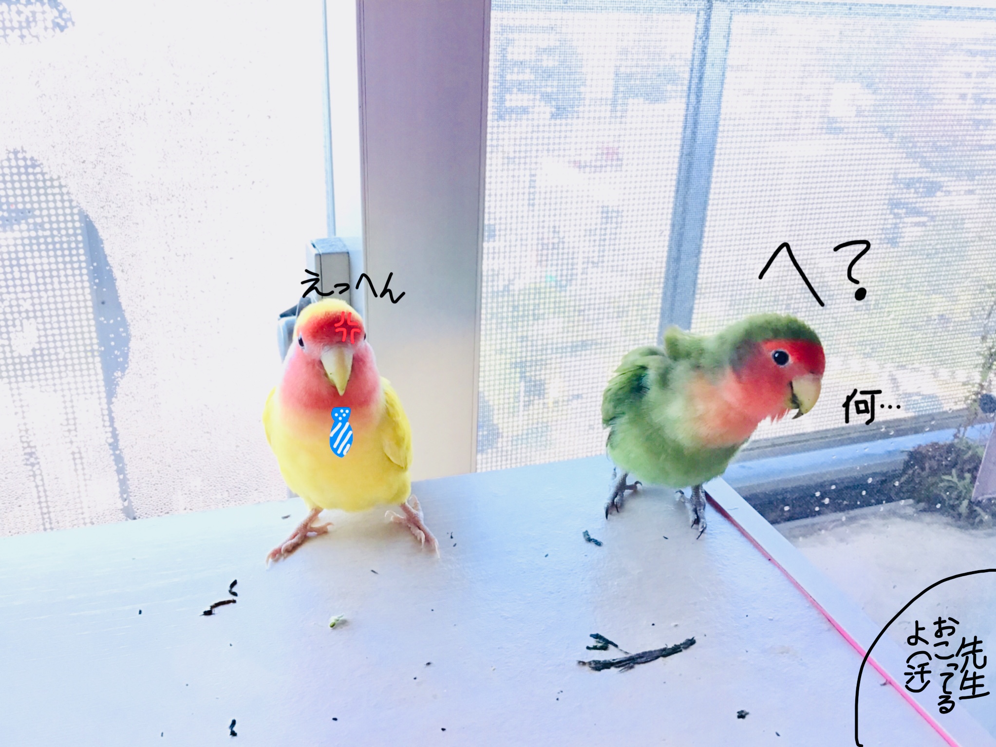 よく噛むインコのチルちゃんとリルちゃん