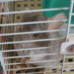 チンチラのちいちゃん