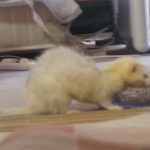 フェレットのミュー
