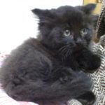みーこ　黒猫