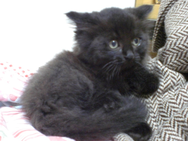 みーこ 黒猫