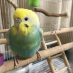 目がかわいいシーちゃん
