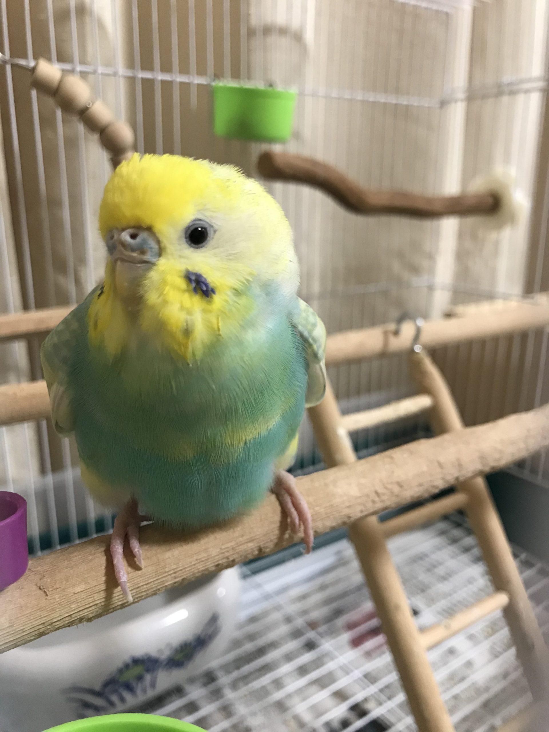 目がかわいいシーちゃん
