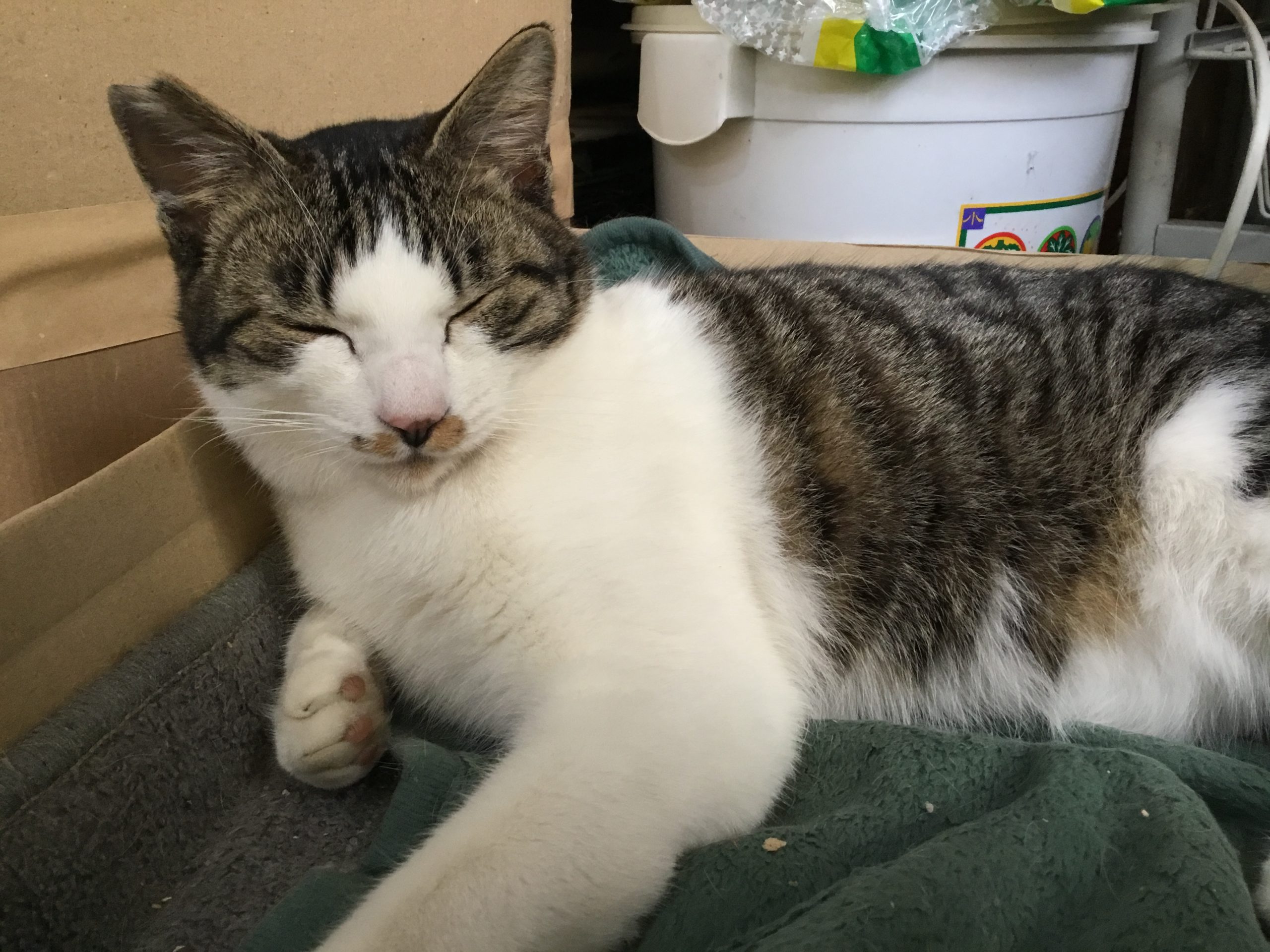 猫