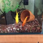 金魚のウラ＆ヒカル