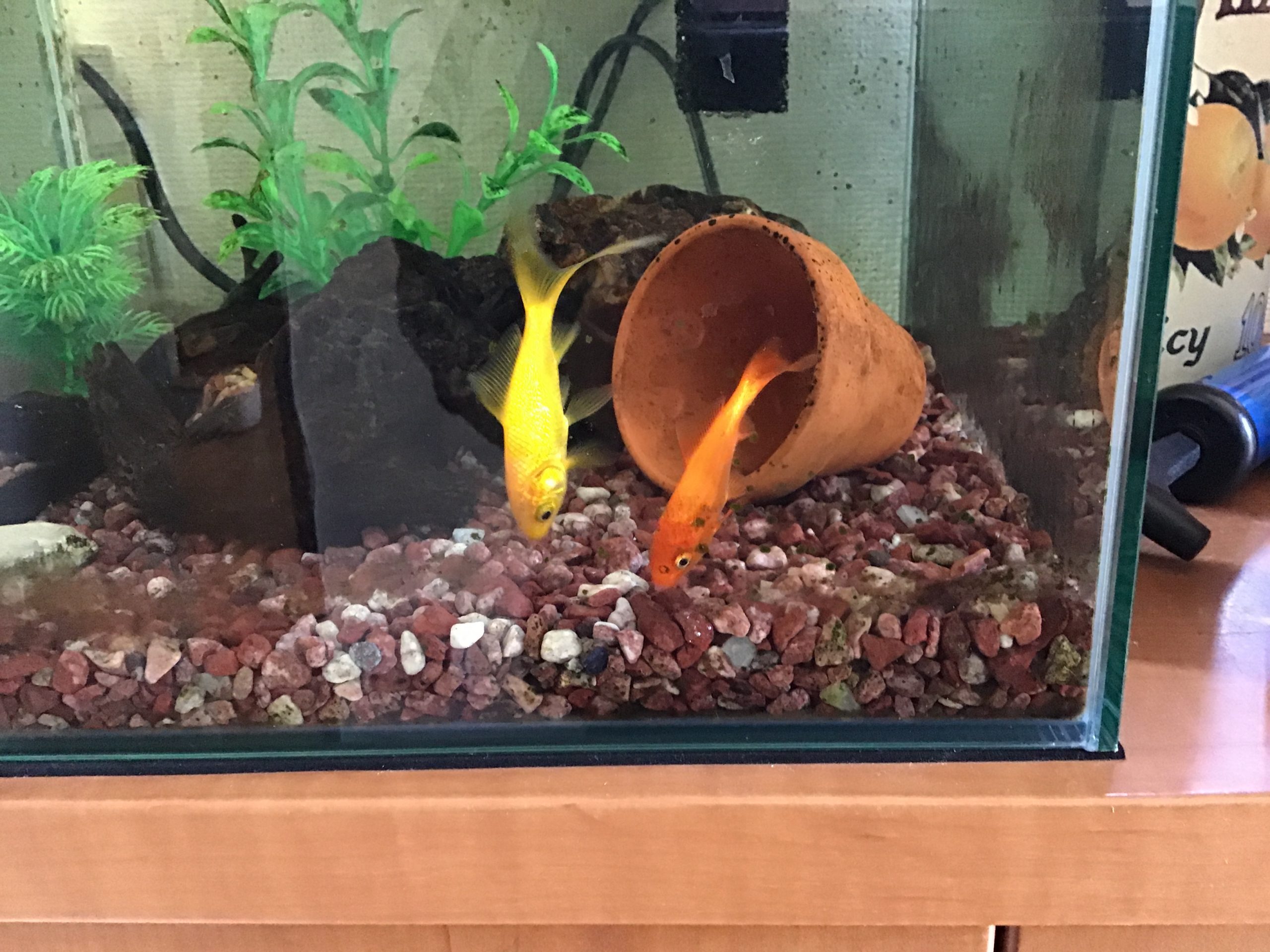 金魚のウラ＆ヒカル