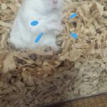 うちの可愛い手洗いハムピー
