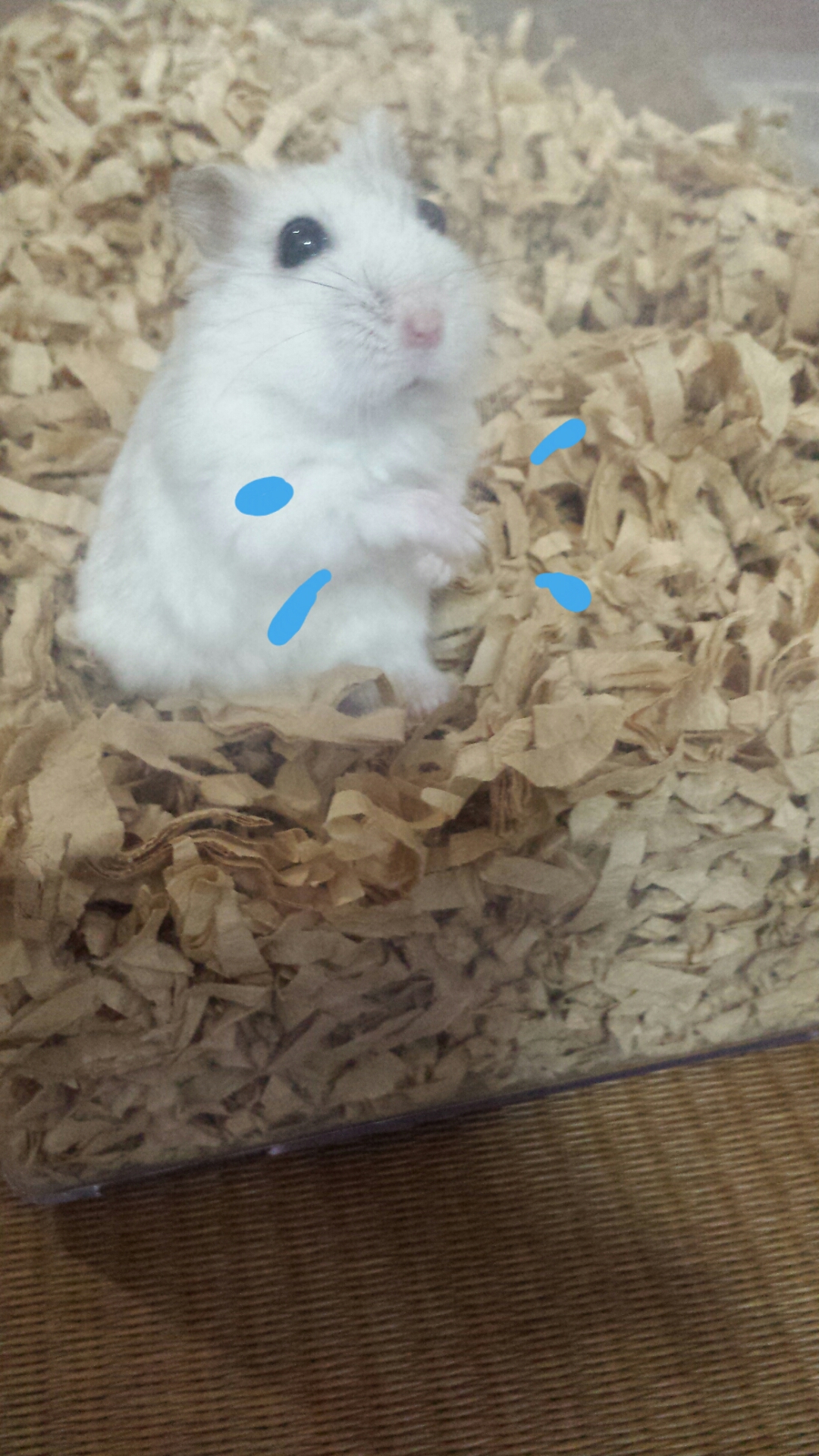 うちの可愛い手洗いハムピー