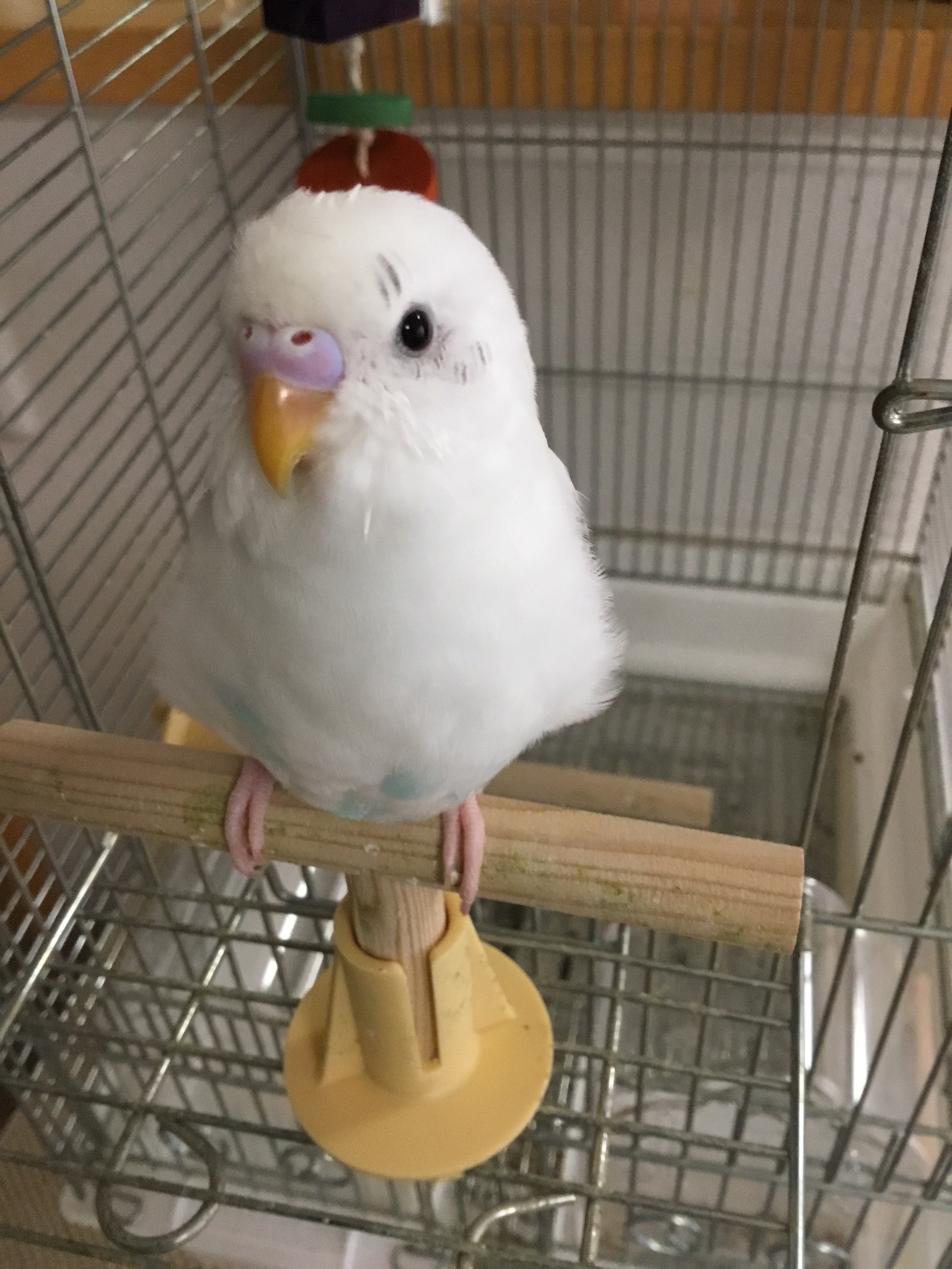 手乗りセキセイインコのそらちゃん