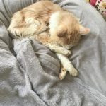 メインクーンの15歳のおっさん猫です！