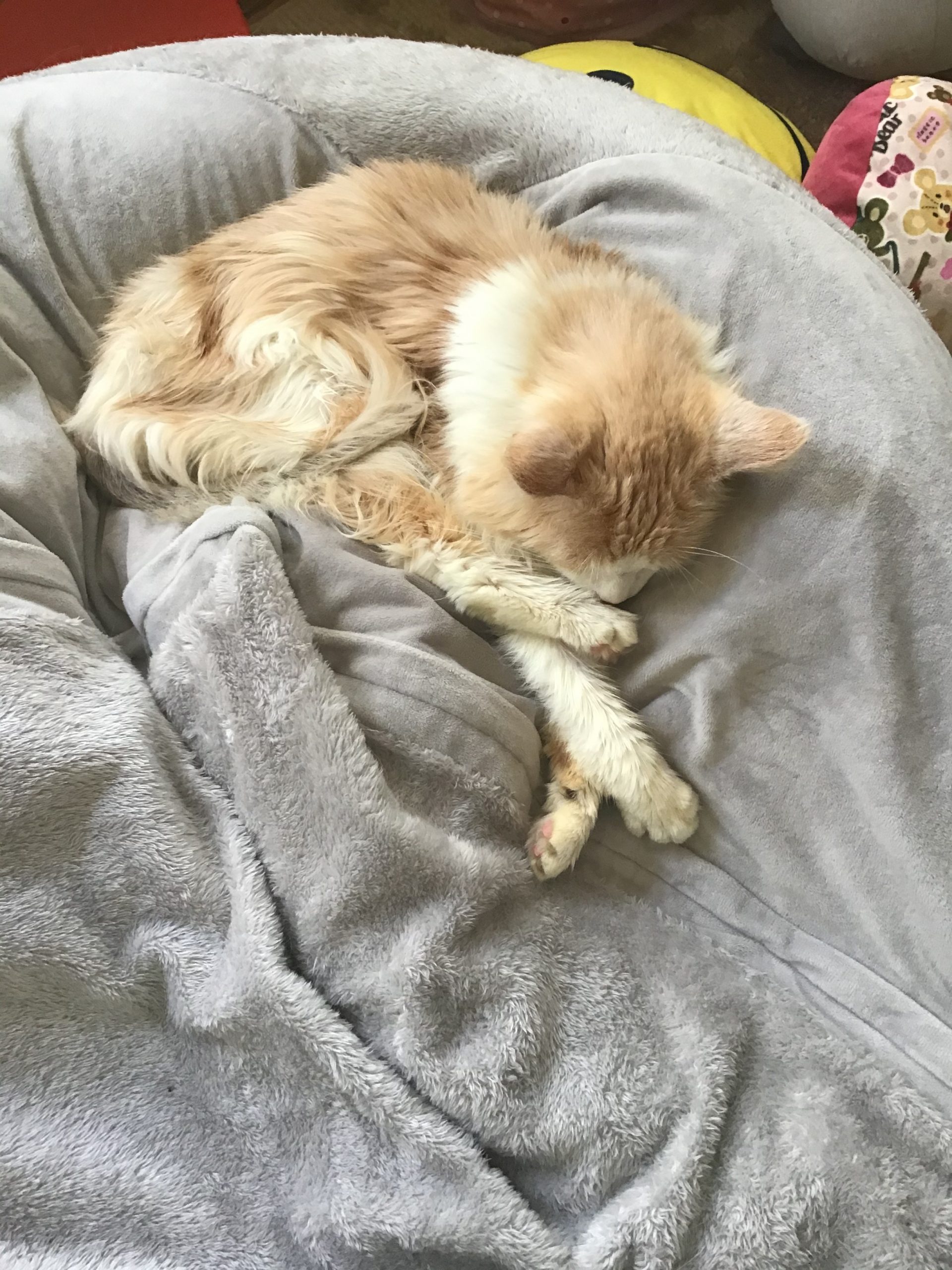 メインクーンの15歳のおっさん猫です!