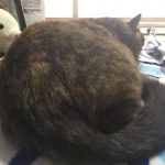 ねこけつ