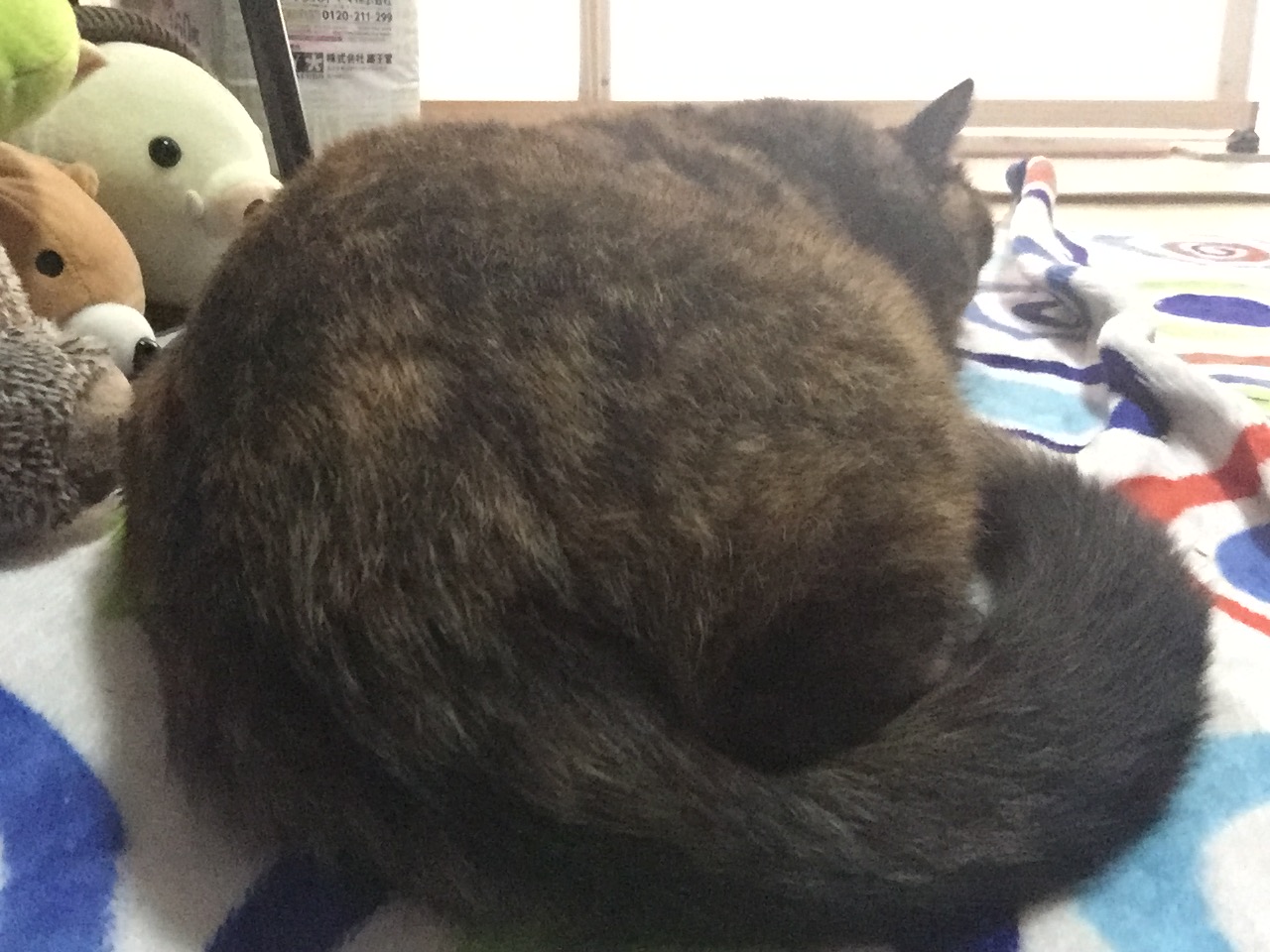 ねこけつ